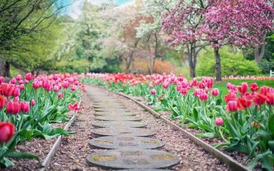 Le jardin pour un lieu d’apaisement assuré